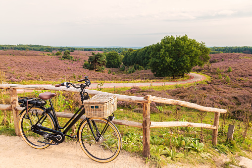 Electric black cargo bicycle with basket in Dutch national park The Veluwe with blooming heathland, The Netherlands