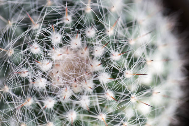 istock Close up thorns of cactus, Backgrounds of Cactus. 840873802