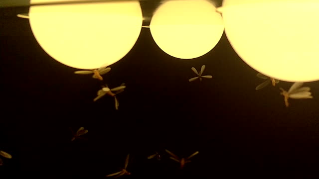 Moths termites and insects playing, flying around light at night
