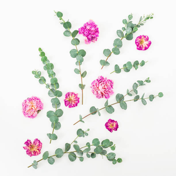 istock Pink dry roses buds and eucalyptus branches on pink background. Flat lay, top view. Flowers background. 840874170