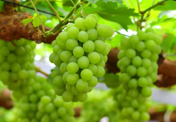 Muscat of Alexandria in Okayama prefecture ,Japan fruit okayama prefecture stock pictures, royalty-free photos & images