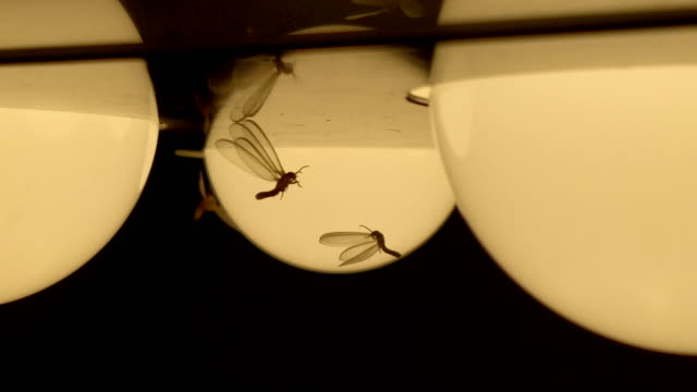 Moths termites and insects playing, flying around light at night