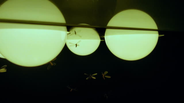 fly insect bulb lights