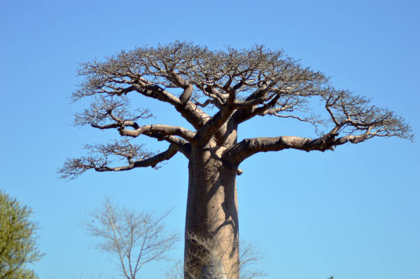 istock Baobab of Madagascar 840882858
