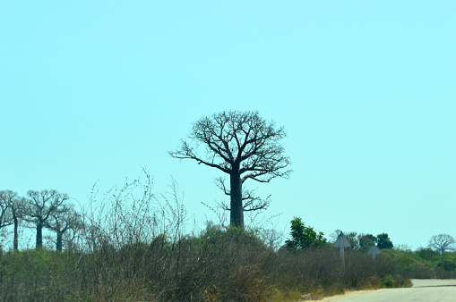 Madagascar baobab type Adansonia grandidieri, Grandidier baobab in Morondava.