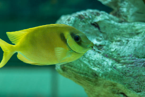 Lined Butterflyfish stock photo