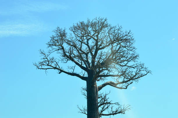 The baobab in the cemetry on Fadiouth island, Senegal