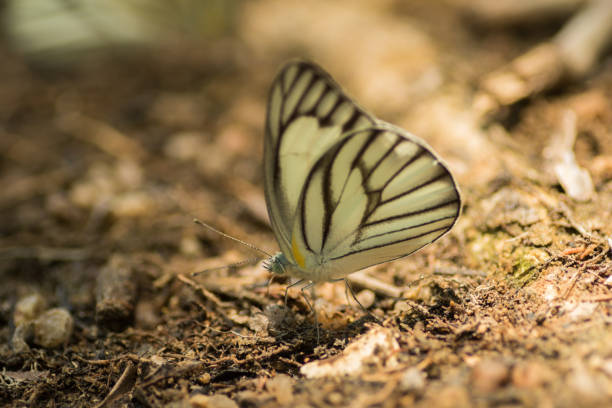 Butterflies feeding stock photo