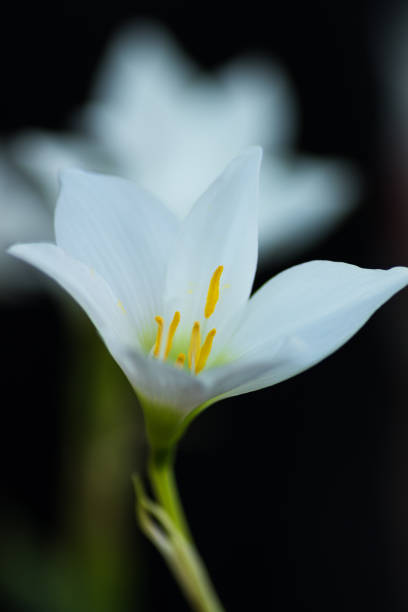 Fleurs de Perce-neige - Photo