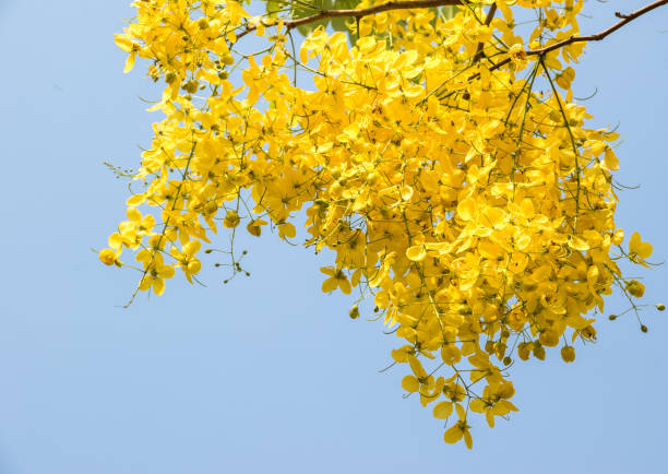 Purging cassia on blue sky stock photo