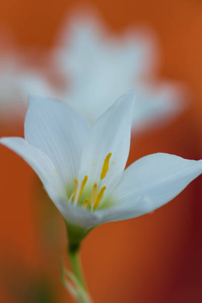 Snowdrop flower stock photo