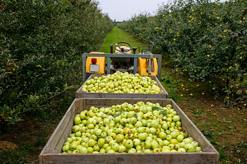 tractor with trailer full of apples in fruit orchard