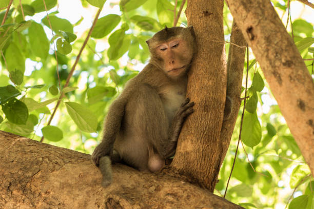 Portrait of the monkey stock photo