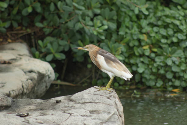 javan pond heron stock photo