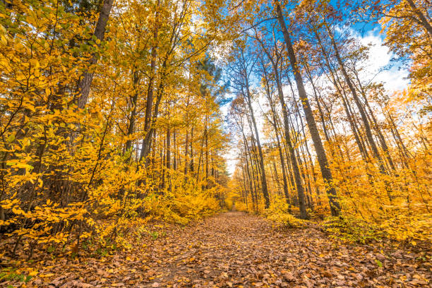 istock Path through yellow forest in autumn, landscape 840894988