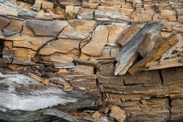 old rotten wood in forest closeupold rotten wood in forest closeup