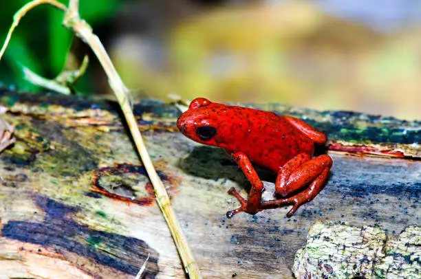 Photo of The strawberry poison frog (Oophaga pumilio)