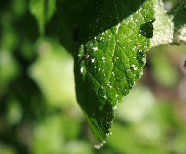 istock Cherry leaves affected by aphids. Insect pests on the plant 840899184