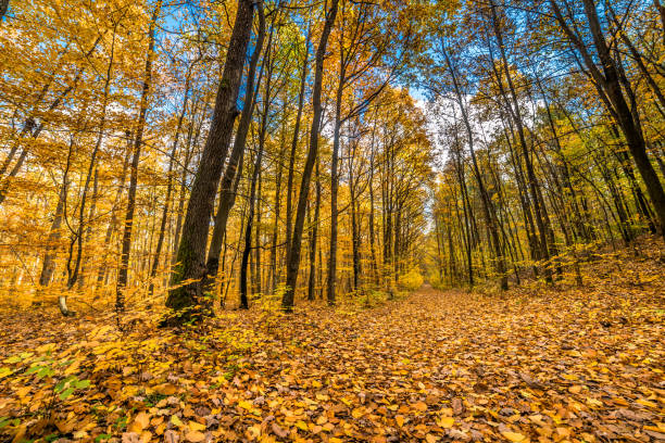 istock Path in the forest, landscape, autumn nature scenery with yellow trees and fallen leaves at fall 840899254