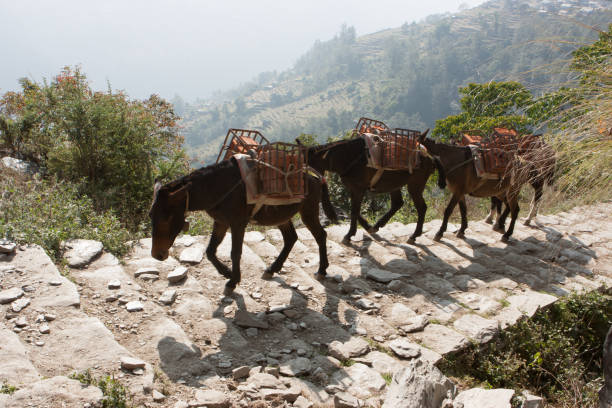 istock Mules on the Annapurna Base Camp Trek, Nepal 840899576