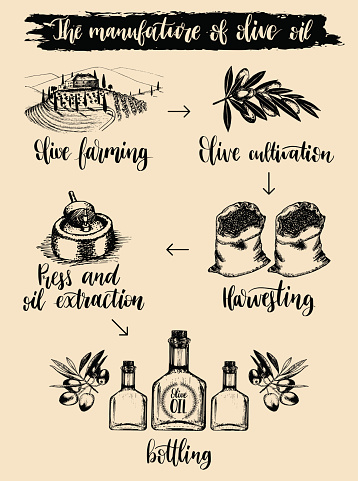 Vector vintage olive oil bottle illustration. Hand sketched rural farm production sign, label etc.
