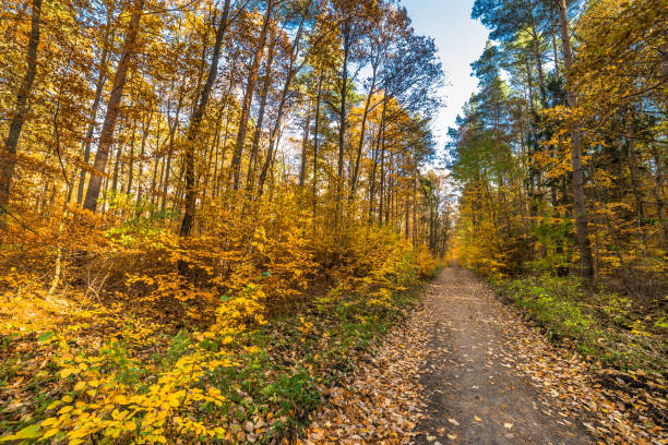Photo of Nature trail with fallen leaves in fall forest, autumn landscape