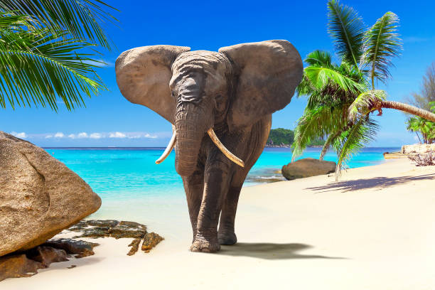 elefante africano sulla spiaggia tropicale - safari animals asia palm tree animals in the wild foto e immagini stock