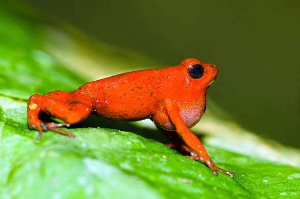 istock The strawberry poison frog (Oophaga pumilio) 840903386