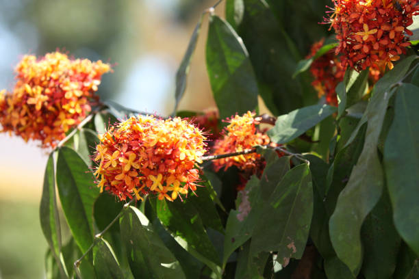istock Brightly orange flowers on bush branches, Thailand 840903488