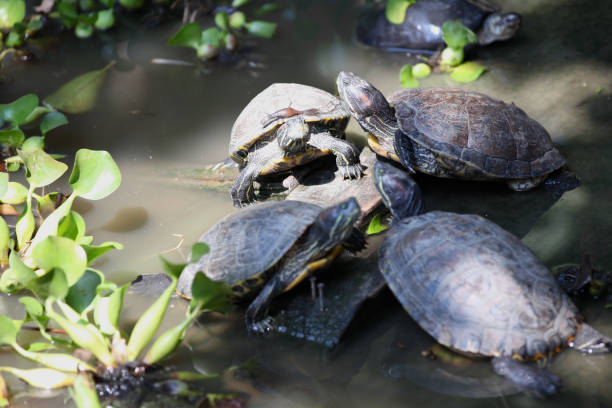 istock Turtles go about their business, Thailand 840903958
