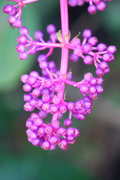 istock Bright colorful multicolored flowers, Thailand 840904362