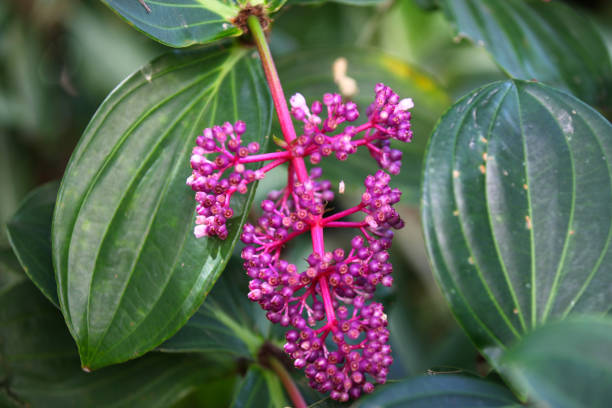 istock Bright colorful multicolored flowers, Thailand 840904372