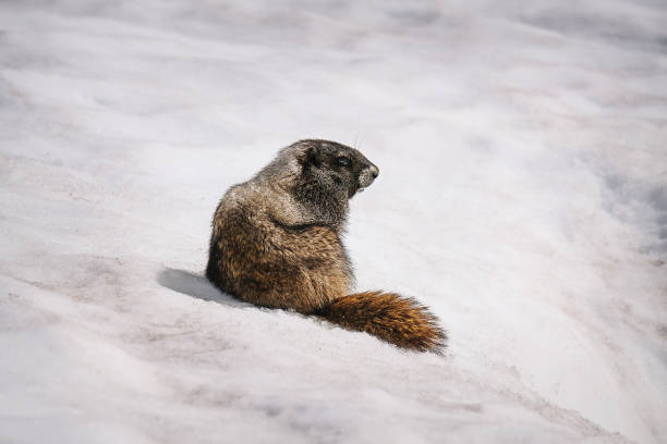 This Hoary Marmot (Marmota caligata) is sunning on a rock in the Paradise Meadows at Mount Rainier National Park, Washington State, USA.
