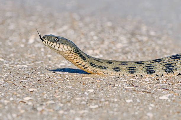istock Water snake on the Bay 840904596
