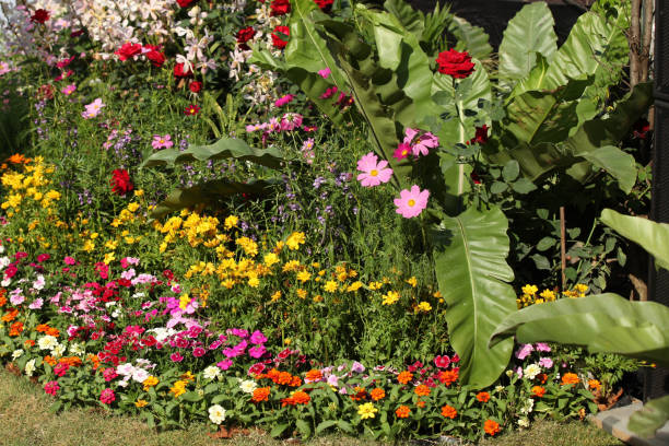 istock Bright colorful multicolored flowers, Thailand 840904764