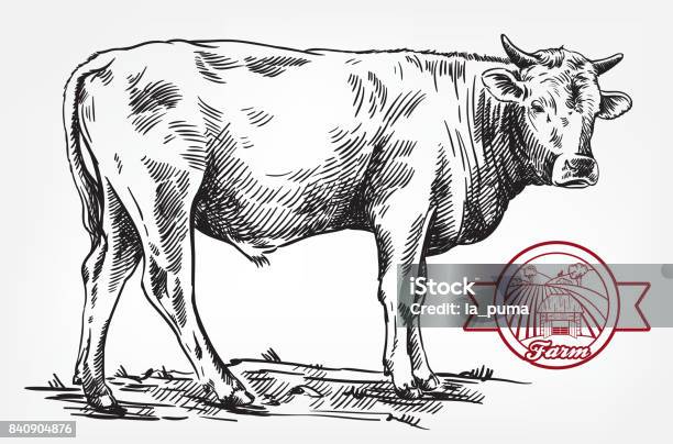 Breeding Cow Animal Husbandry Livestock Stock Illustration - Download Image Now - Cow, Illustration, Bull - Animal