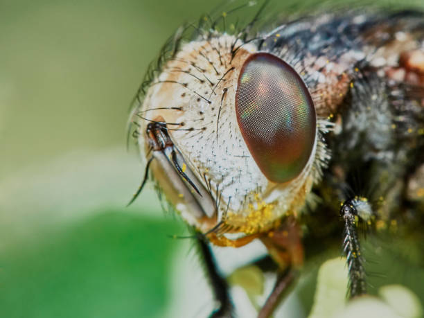 istock Fly hoverflies iin the garden closeup 840907578