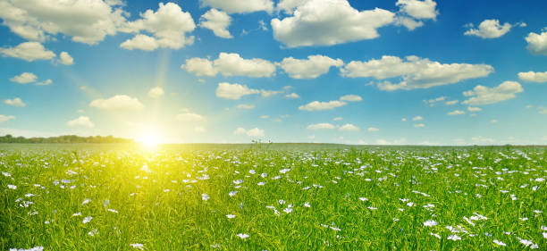 istock field with flowering flax and sunrise on blue sky 840907612
