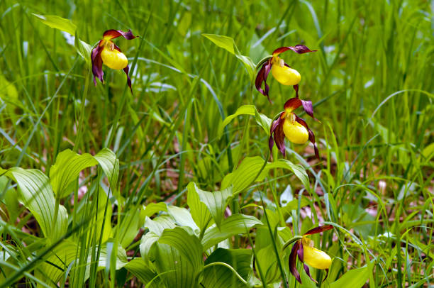 istock Lady's-slipper orchid (Cypripedium calceolus) 840907666