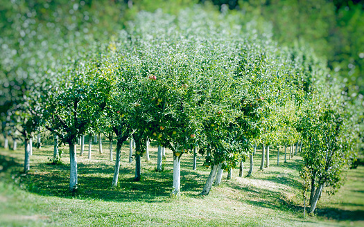 Orchard in countryside - ecological, organic fruit