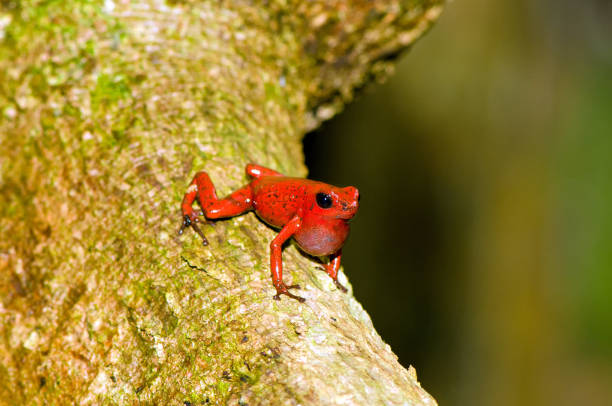 la rana velenosa alla fragola (oophaga pumilio) - deadly sings foto e immagini stock