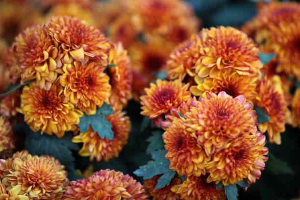 istock Bright colorful multicolored flowers, Thailand 840908842