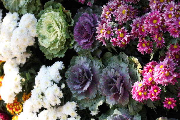 istock Bright colorful multicolored flowers, Thailand 840909206