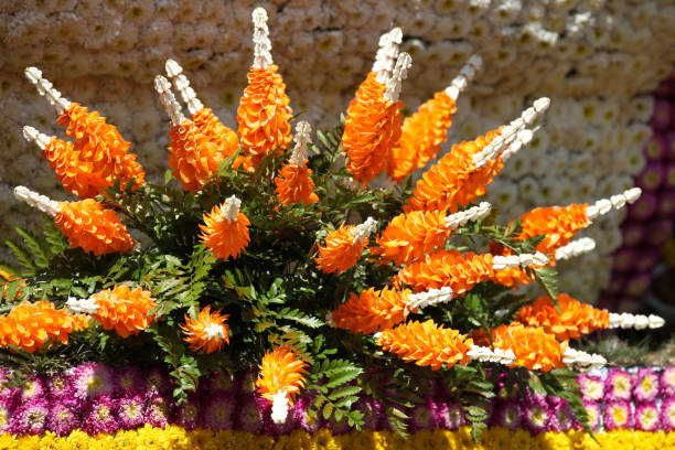 istock Bright colorful multicolored flowers, Thailand 840914302