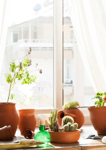 istock gardening at apartment 840914386