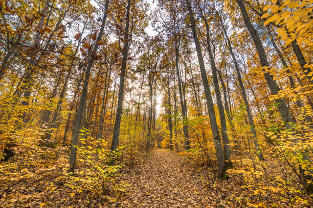istock Path in the forest, autumn landscape with fallen leaves 840914506