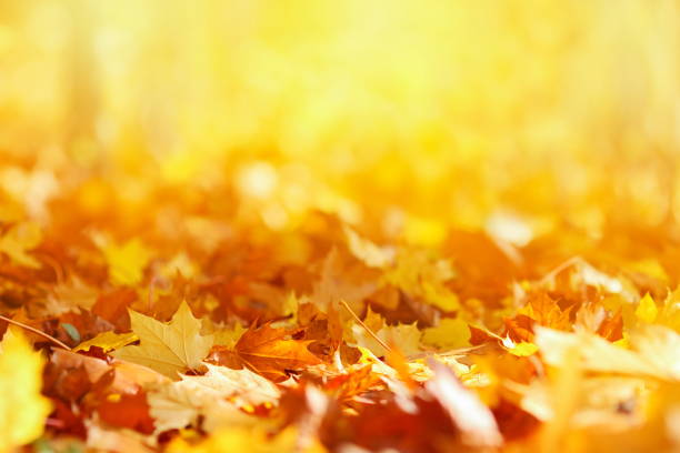 fond de feuilles d'automne - season yellow copy space autumn photos et images de collection