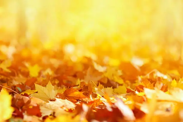 Photo of Autumn Leaves Background