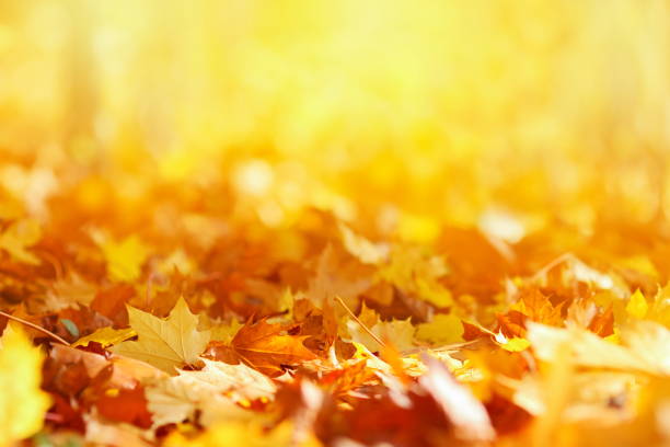 folhas de outono fundo - season yellow copy space autumn - fotografias e filmes do acervo