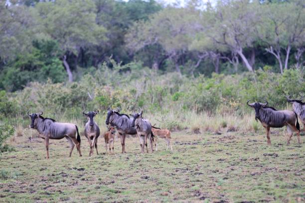 istock Selous National Park, Tanzania 840918350